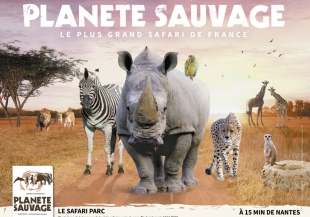 Plante Sauvage