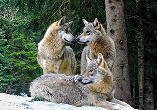 Parc Alpha - Les loups du Mercantour