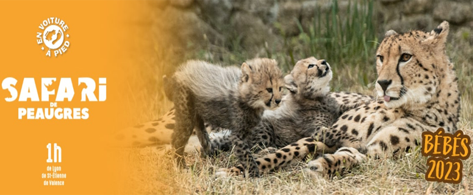 Safari des Peaugres - 369